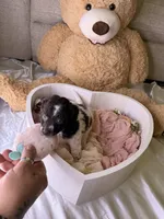 Kim, a female Cockapoo for sale in Miami, FL – 10 of 10