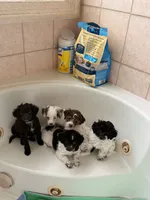 Kim, a female Cockapoo for sale in Miami, FL – 7 of 10