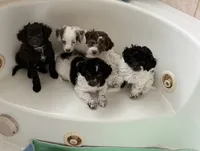 Kylie , a female Cockapoo for sale in Miami, FL – 10 of 10