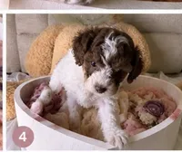 Kylie , a female Cockapoo for sale in Miami, FL – 4 of 10