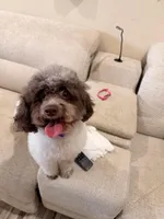 ✨🐶 Luxury Cockapoo Puppies Coming Soon 🐶✨, a  Cockapoo for sale in Miami, FL – Photo 3 of 4