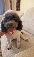 ✨🐶 Luxury Cockapoo Puppies Coming Soon 🐶✨, a  Cockapoo for sale in Miami, FL – Photo 4 of 4