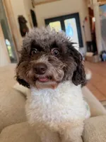 ✨🐶 Luxury Cockapoo Puppies Coming Soon 🐶✨, a  Cockapoo for sale in Miami, FL – Photo 2 of 4