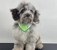 ✨🐶 Luxury Cockapoo Puppies Coming Soon 🐶✨, a  Cockapoo for sale in Miami, FL – Photo 1 of 4