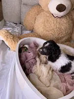 Kim, a female Cockapoo for sale in Miami, FL – 8 of 10