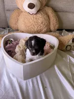 Kim, a female Cockapoo for sale in Miami, FL – 6 of 10