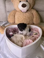 Khloé, a female Cockapoo for sale in Miami, FL – 4 of 10