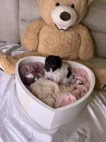 Khloé, a female Cockapoo for sale in Miami, FL – 7 of 10