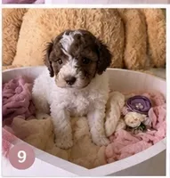Kylie , a female Cockapoo for sale in Miami, FL – 2 of 10