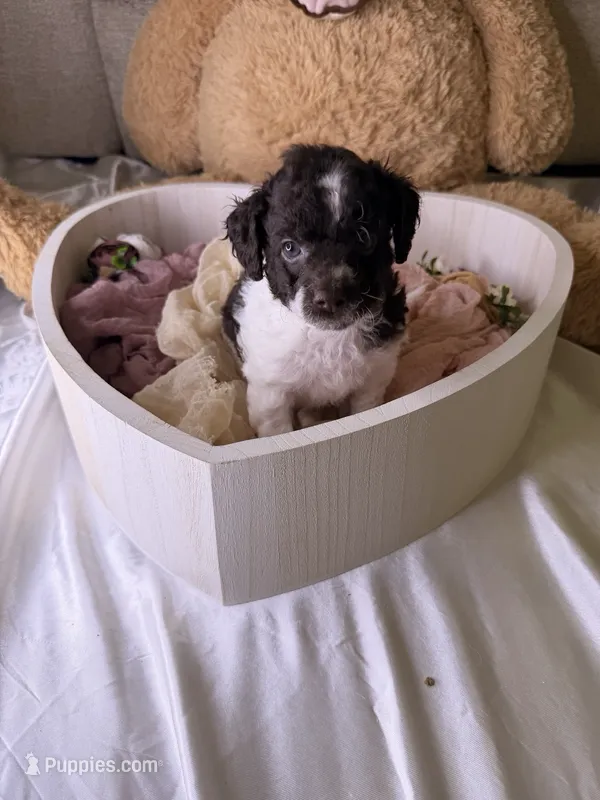 Kim – Cockapoo puppy for sale in Miami, FL