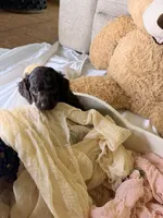 Kendall, a female Cockapoo for sale in Miami, FL – 6 of 10