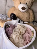 Kim, a female Cockapoo for sale in Miami, FL – 4 of 10