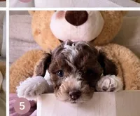 Kylie , a female Cockapoo for sale in Miami, FL – 3 of 10