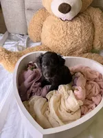 Kendall, a female Cockapoo for sale in Miami, FL – 3 of 10