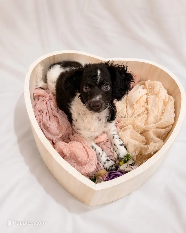 Kim – Cockapoo puppy for sale in Miami, FL