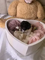 Khloé, a female Cockapoo for sale in Miami, FL – 8 of 10
