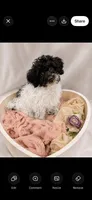 Khloé, a female Cockapoo for sale in Miami, FL – 2 of 2