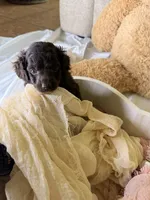 Kendall, a female Cockapoo for sale in Miami, FL – 9 of 10