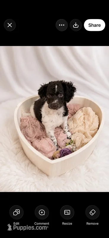 Kim – Cockapoo puppy for sale in Miami, FL