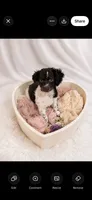 Kim, a female Cockapoo for sale in Miami, FL – 1 of 3