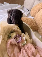 Kendall, a female Cockapoo for sale in Miami, FL – 8 of 10