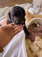 Kendall, a female Cockapoo for sale in Miami, FL – 4 of 10