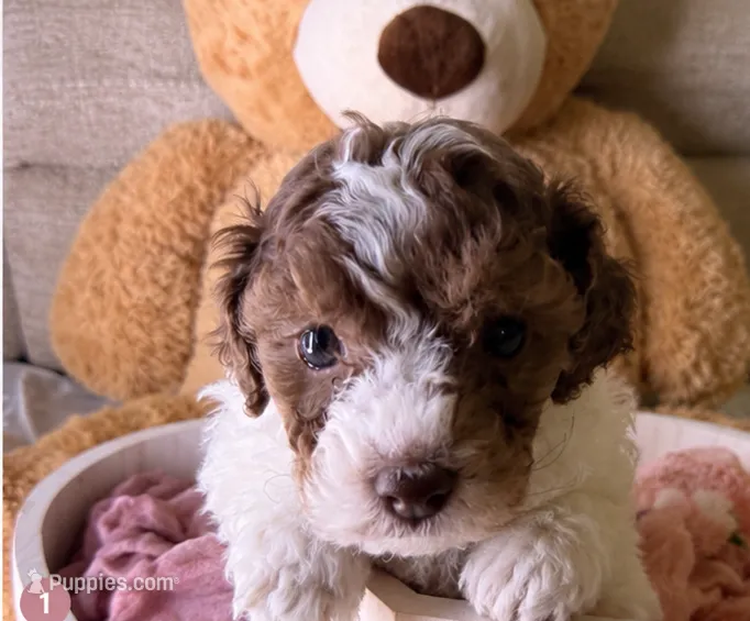 Kylie  – Cockapoo puppy for sale in Miami, FL