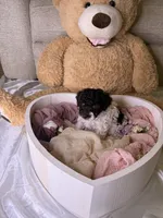 Khloé, a female Cockapoo for sale in Miami, FL – 2 of 10