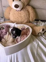 Kim, a female Cockapoo for sale in Miami, FL – 9 of 10