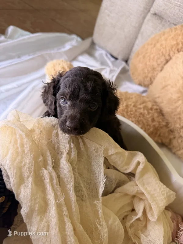 Kendall – Cockapoo puppy for sale in Miami, FL