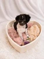 Kim, a female Cockapoo for sale in Miami, FL – 3 of 3