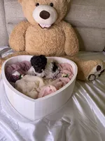 Khloé, a female Cockapoo for sale in Miami, FL – 5 of 10