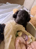 Kendall, a female Cockapoo for sale in Miami, FL – 7 of 10