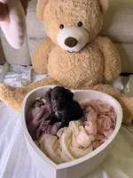 Kendall, a female Cockapoo for sale in Miami, FL – 5 of 10