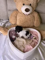 Khloé, a female Cockapoo for sale in Miami, FL – 6 of 10