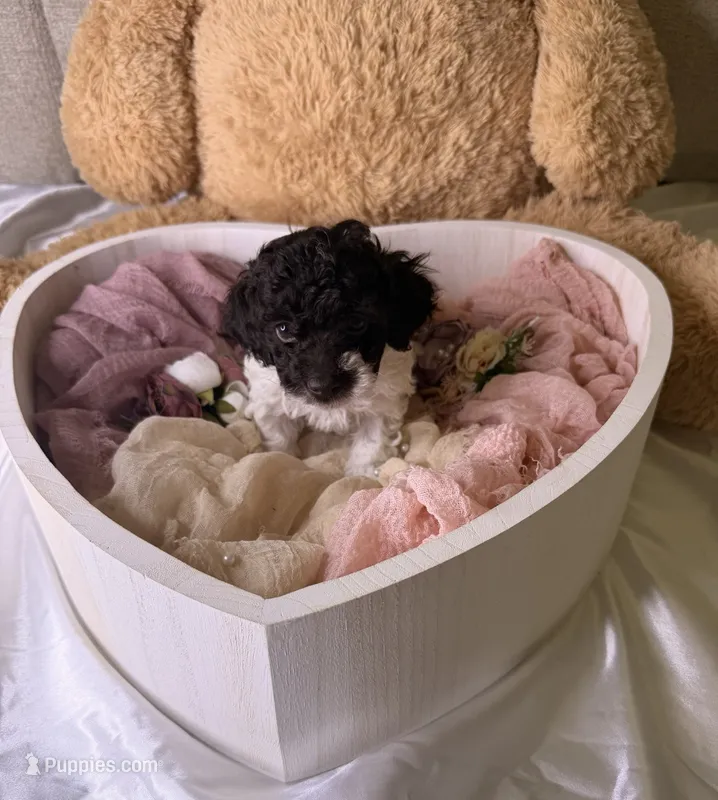Khloé – Cockapoo puppy for sale in Miami, FL