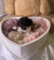 Khloé, a female Cockapoo for sale in Miami, FL – 1 of 10