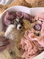 Kylie , a female Cockapoo for sale in Miami, FL – 9 of 10