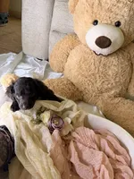 Kendall, a female Cockapoo for sale in Miami, FL – 2 of 10