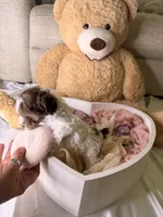 Kylie , a female Cockapoo for sale in Miami, FL – 6 of 10
