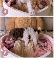 Kylie , a female Cockapoo for sale in Miami, FL – 5 of 10
