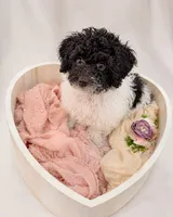Khloé, a female Cockapoo for sale in Miami, FL – 1 of 2