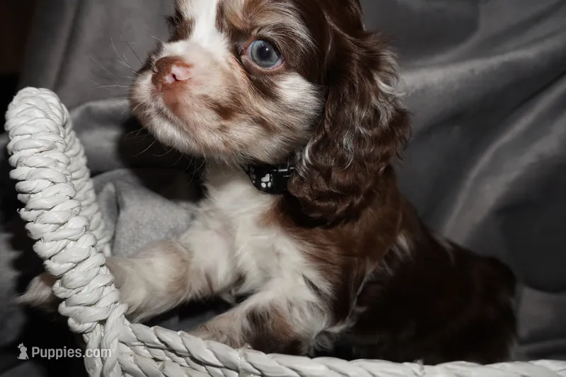 Max  – Cocker Spaniel puppy for sale in Tulare, CA