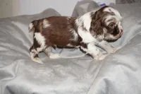 Max , a male Cocker Spaniel for sale in Tulare, CA – 6 of 7