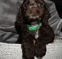 Espresso , a male Cocker Spaniel for sale in Tulare, CA – 6 of 6