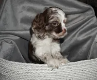 Max , a male Cocker Spaniel for sale in Tulare, CA – 3 of 7