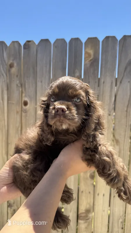Bleu – Cocker Spaniel puppy for sale in Tulare, CA