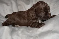 Espresso , a male Cocker Spaniel for sale in Tulare, CA – 3 of 6