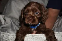 Bleu, a male Cocker Spaniel for sale in Tulare, CA – 5 of 5