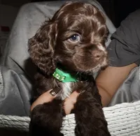 Espresso , a male Cocker Spaniel for sale in Tulare, CA – 5 of 6